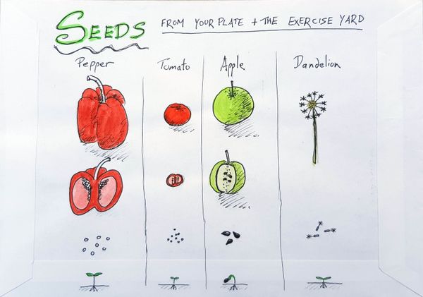 Seeds From Your Plate