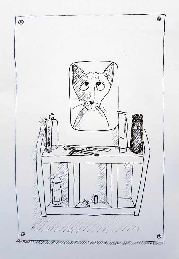 Baldy Cat Hied