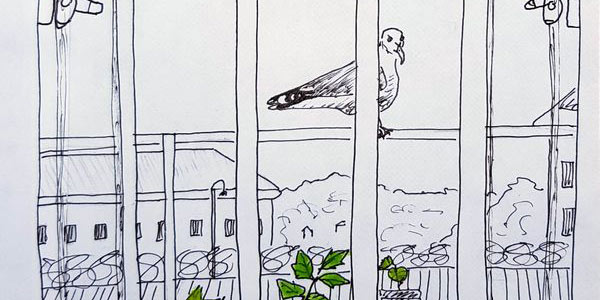 39.  How (Not) To Feed A Seagull